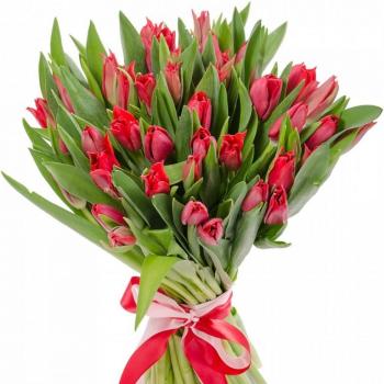 Красные тюльпаны 25 шт (код товара  147030)